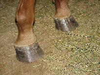 photo of Front Hooves