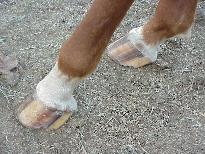 photo of Rear Hooves
