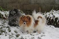 photo of the poms in snow