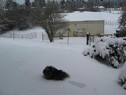 photo of pom in snow