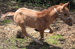photo of Chili's colt racing around