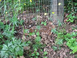 photo of newborn fawn in our yard