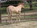 photo of Salsa's 2007 filly