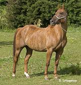 photo of brindle mare