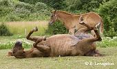 photo of mare rolling by colt