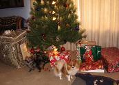 photo of pups with presents