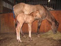 photo of Chili's newborn colt