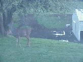 photo of deer in our back yard