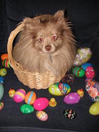 photo of Mojo in the Easter Basket