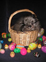 photo of Ouija in the Easter Basket
