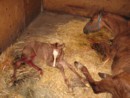 photo of Salsa's fourth foal
