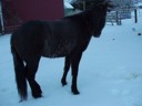photo of horse with icicles on it