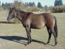 photo of our yearling Foundation Quarterhorse