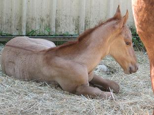 photo of filly born at noon