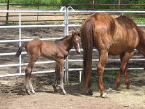 photo of Salsa's one week old colt