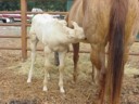 photo of Salsa's third foal