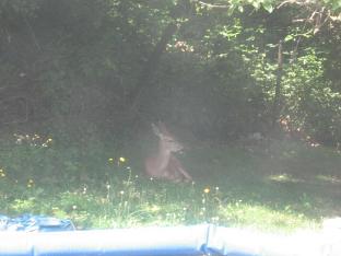 photo of deer from our bathroom window