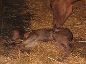 photo of filly about 30 minutes old
