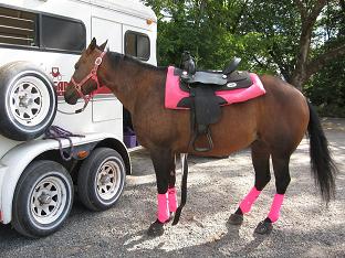 photo of brindle mare in pink tack