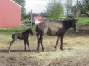 photo of Imp's first foal