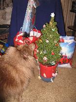 photo of pomeranian-sized holiday tree