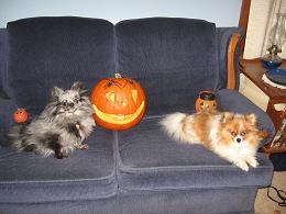 photo of poms with Kevin's Jack O'Lantern