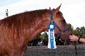 photo of Salsa's win from Winter Woolies show