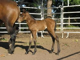 photo of 3 day old brindle filly